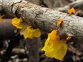 yellow brain fungus